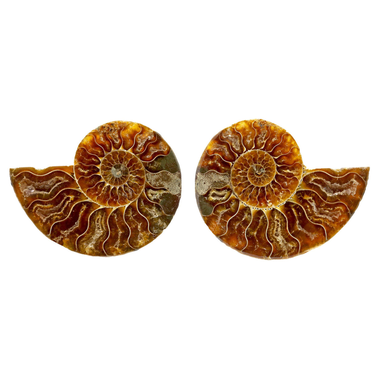 Ammonite Fossil Pair in Lucite Stands - Red Opalescent Back
