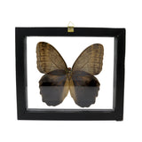 Butterfly Frame Single Owl Eye