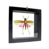 Small Grasshopper with Red & Purple Wings in Frame