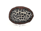 Septarian Nodule Slice on Lucite Stand