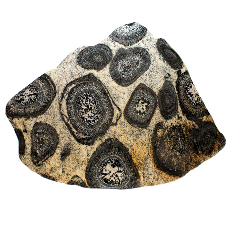 View of Orbicular Granite Slice