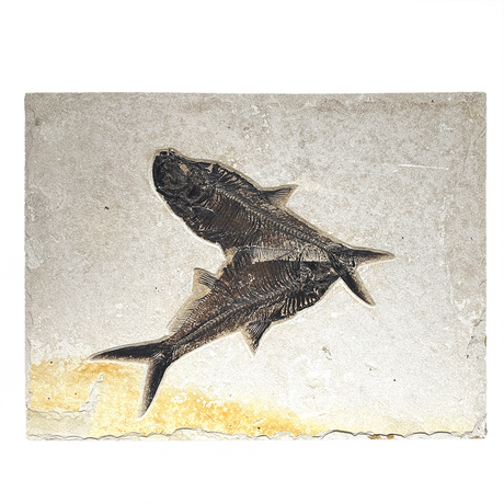 View of Wyoming Fish Fossil Panel - Diplomystus Duo