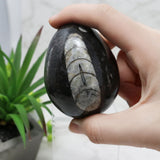 Orthoceras Fossil Egg