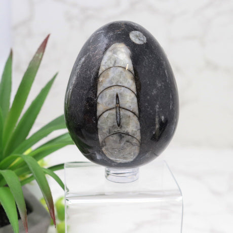 View of Orthoceras Fossil Egg