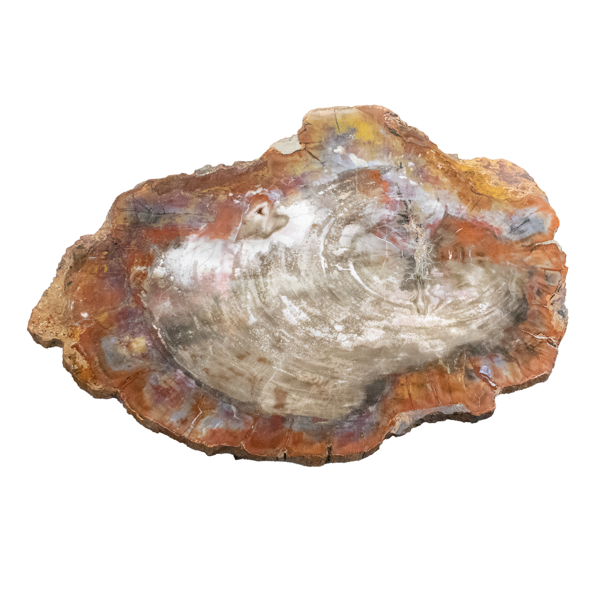Arizona Petrified Wood Slice -Table Size - White & Brown On Center With Yellow & Red Exterior