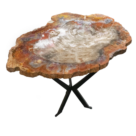 View of Arizona Petrified Wood Slice -Table Size - White & Brown On Center With Yellow & Red Exterior