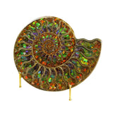 Ammonite Fossil Half Inlaid with Ammolite Gemstone