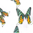View of Uraniidae Sunset Moth 6 Count Frame