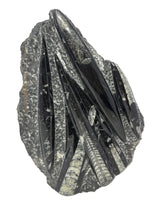 Orthoceras Fossil Plaque with Self-Standing Base