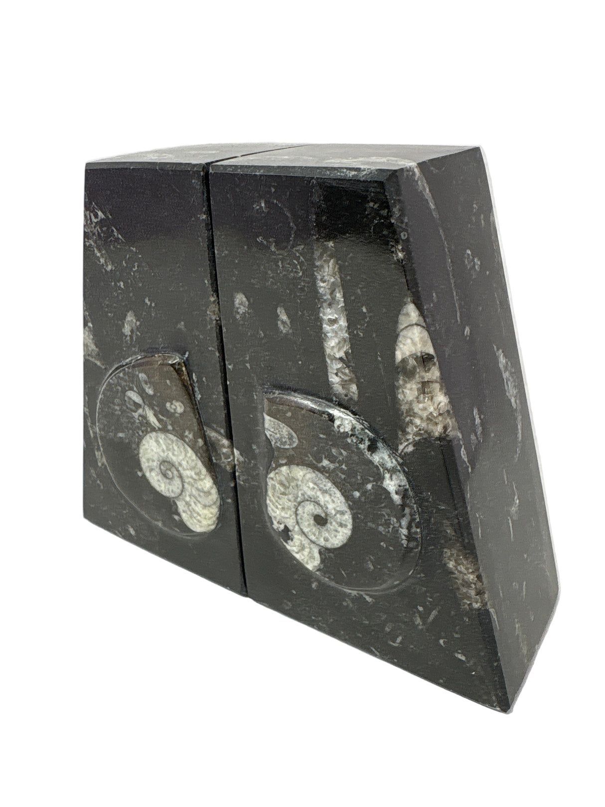 Ammonite and Orthoceras Fossil Bookends in Black Seabed - Trapezoid