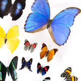 Butterfly Frame 14 Count Variety
