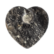 View of Orthoceras and Ammonite SeaBed Fossil Small Heart Dish