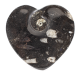 View of Orthoceras and Ammonite SeaBed Fossil Small Heart Dish