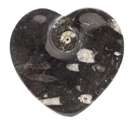 View of Orthoceras and Ammonite SeaBed Fossil Small Heart Dish