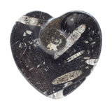 View of Orthoceras and Ammonite SeaBed Fossil Small Heart Dish