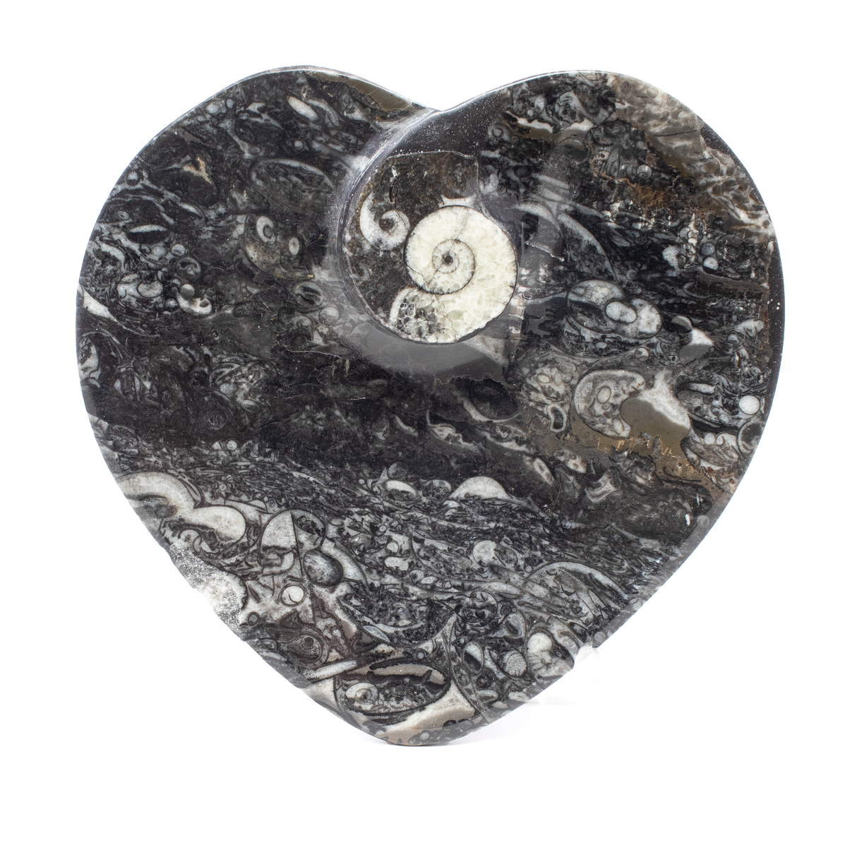 View of Orthoceras and Ammonite SeaBed Fossil Small Heart Dish