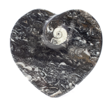 View of Orthoceras and Ammonite SeaBed Fossil Small Heart Dish