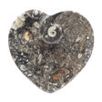 View of Orthoceras and Ammonite SeaBed Fossil Small Heart Dish