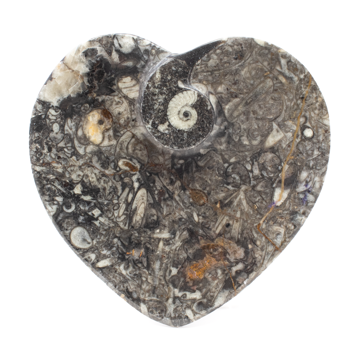 View of Orthoceras and Ammonite SeaBed Fossil Small Heart Dish