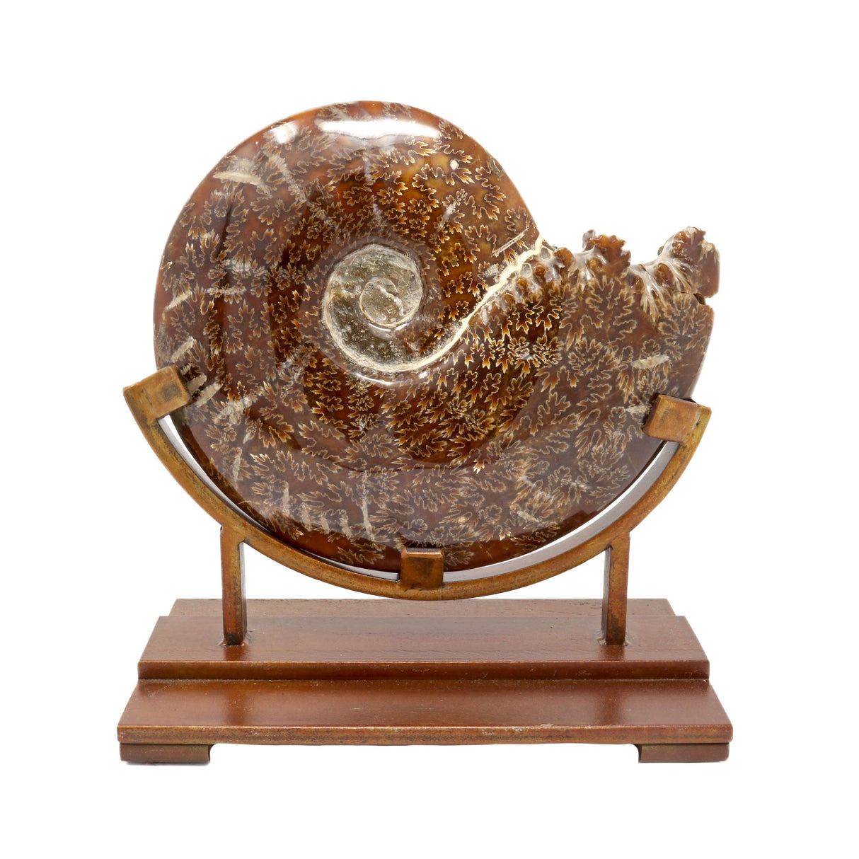 Polished Ammonite Fossil With High-Quality Sutures on Custom Stand