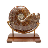 Polished Ammonite Fossil With High-Quality Sutures on Custom Stand