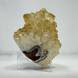 Polished Natural Citrine Crystal Stalactite Knobs on Lucite Stand