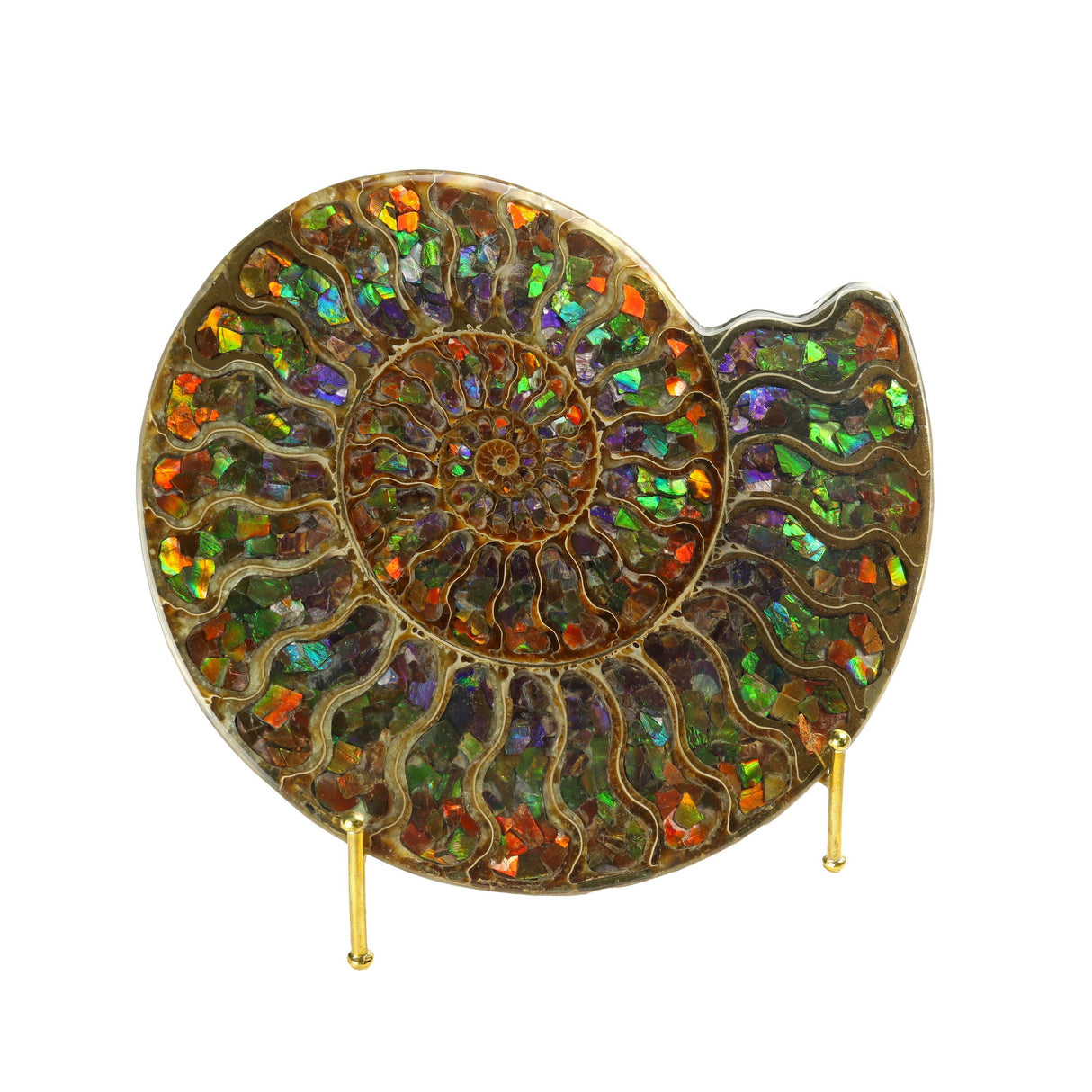 Ammonite Fossil Half Inlaid with Ammolite Gemstone