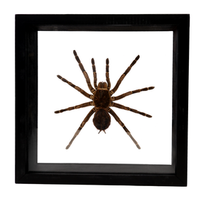 View of Tarantula Spider Frame