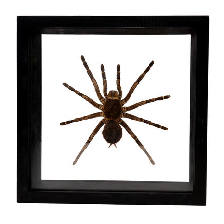 View of Tarantula Spider Frame