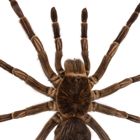 View of Tarantula Spider Frame