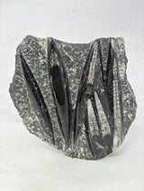 Orthoceras Fossil Plaque with Self-Standing Base