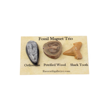 View of Fossil Magnet Set of 3 with Orthoceras, Madagascar Petrified Wood & Otudus Shark Tooth