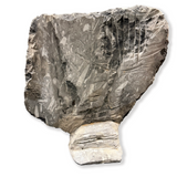 Orthoceras Plaque with Self-Standing Back