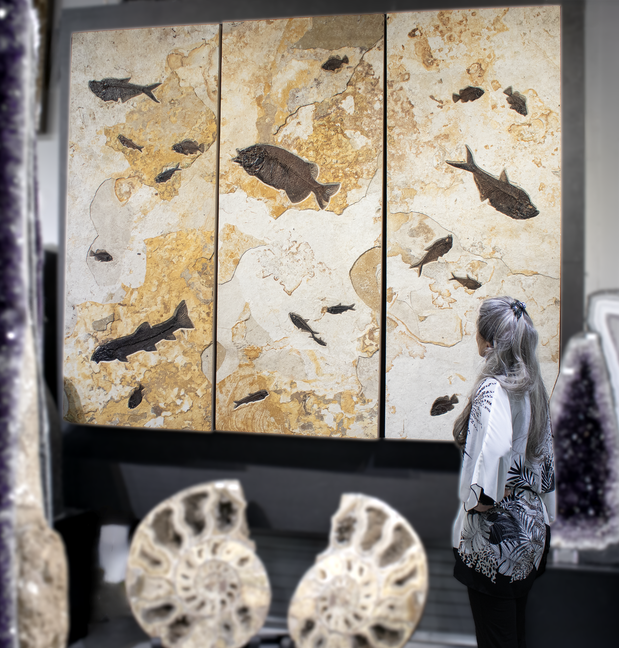 View of Wyoming Fish Fossil Triptych Wall Panel Trio within the Ash Limestone Layer