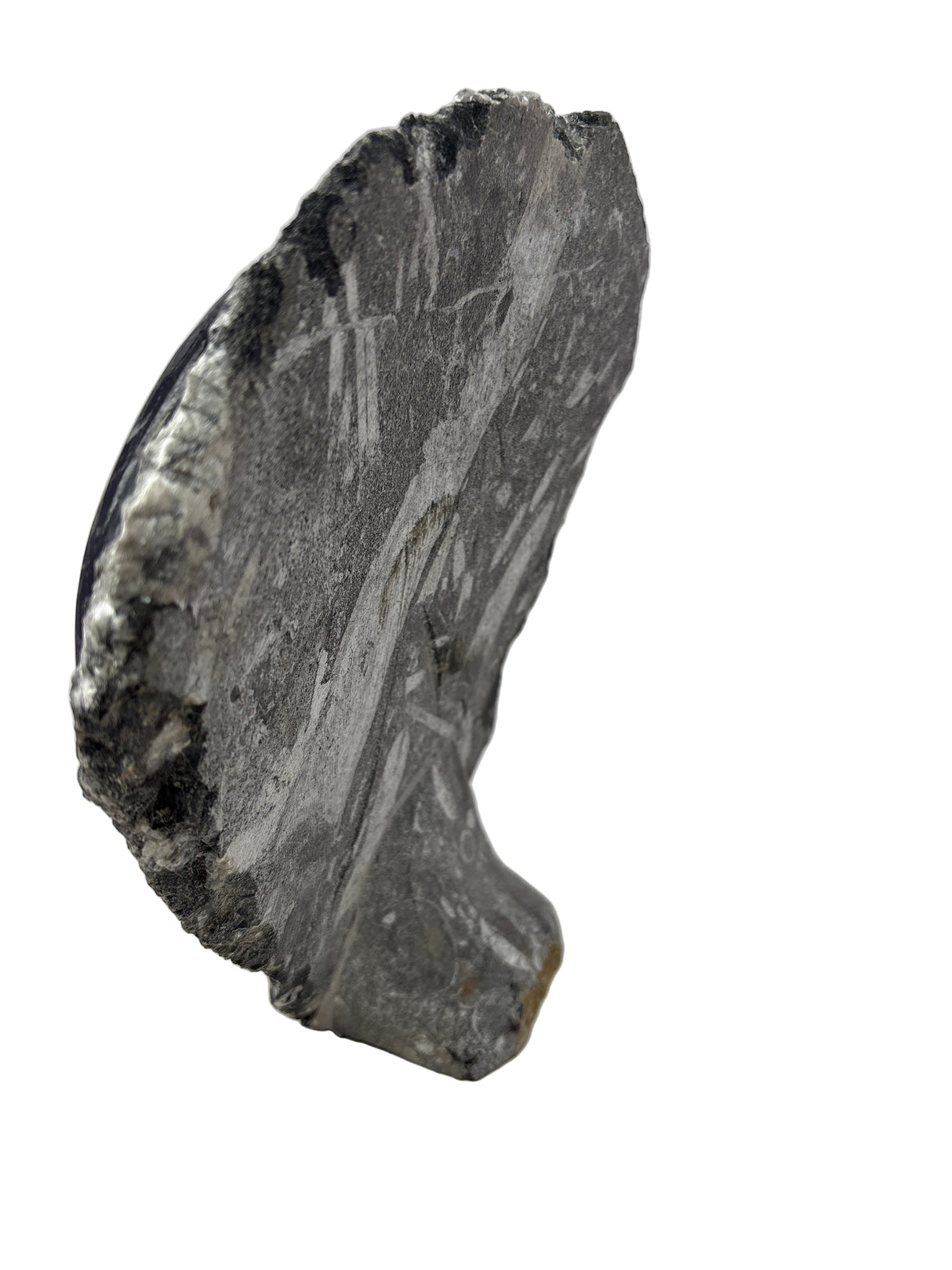 Orthoceras Fossil Plaque with Self-Standing Base