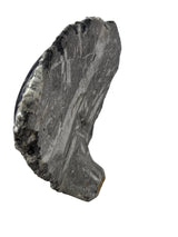 Orthoceras Fossil Plaque with Self-Standing Base