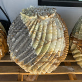 Green Talan barrel cactus sculpture with gray caliche area, dark sparkling patch beside cream and green carved ribs
