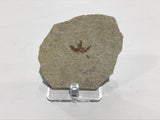 Diperta Fly Fossil From Wyoming