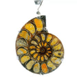View of Ammonite Fossil Pendant - Open Ammonite Cross-section Inlaid with Bumblebee Jasper Prong Set in 925 Sterling Silver with Swirled Accent on Reverse