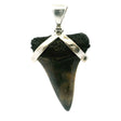 View of Fossilized Shark Tooth Pendant - Gray & Tan Mottled Tooth Set with Smooth Strap in 925 Sterling Silver
