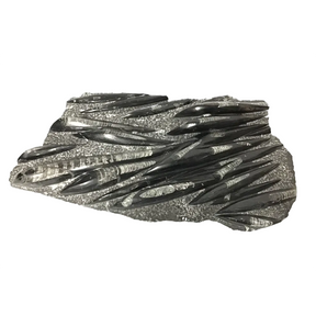 View of Orthoceras Fossil Plaque from Morocco with Lucite Easel