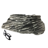 Orthoceras Fossil Plaque from Morocco with Lucite Easel