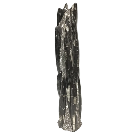 View of Orthoceras Fossil Sculpture from Morocco