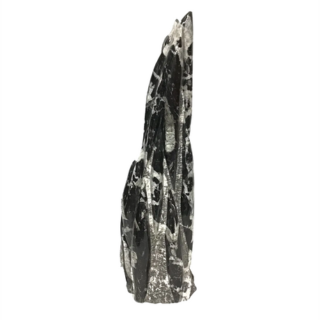 View of Orthoceras Fossil Sculpture from Morocco