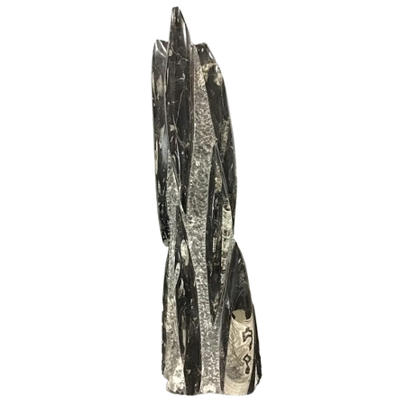 View of Orthoceras Fossil Sculpture from Morocco