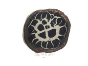Septarian nodule slice on lucite stand showing bold cream calcite veining across a near-black interior