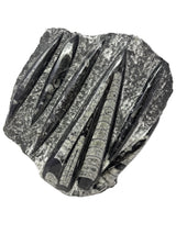 Orthoceras Fossil Plaque with Self-Standing Base