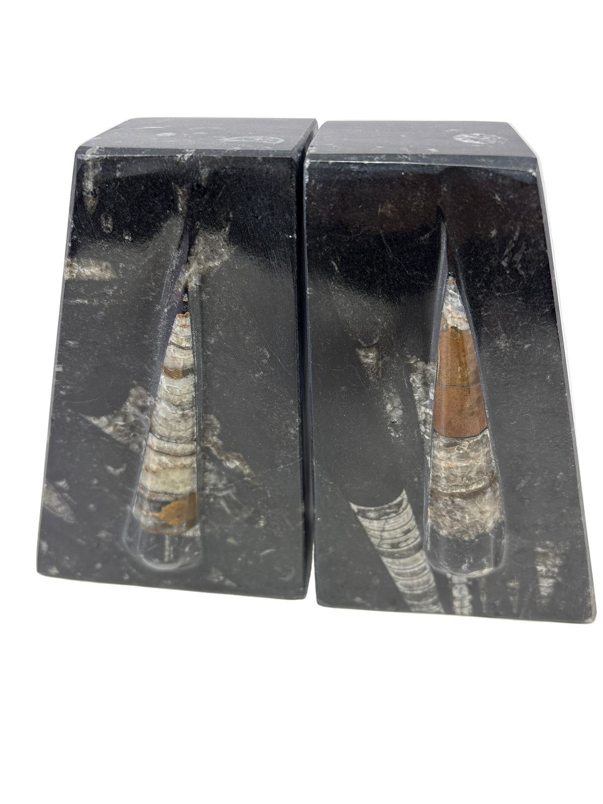 Orthoceras Fossil Bookends in Black Seabed - Trapezoid
