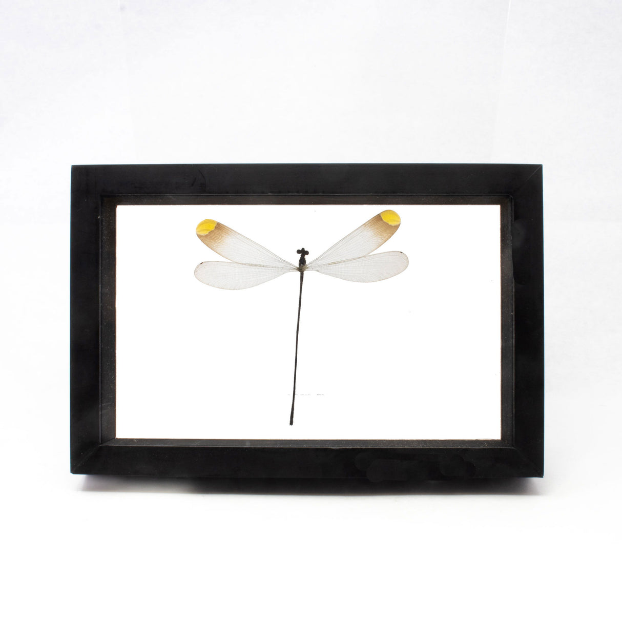 Dragonfly Frame from Peru