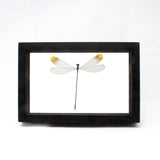 Dragonfly Frame from Peru